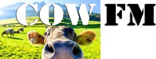 COW FM - Casino - 107.9 FM (AAC) logo