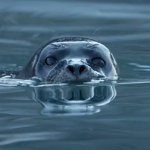 Spinning Seal FM logo